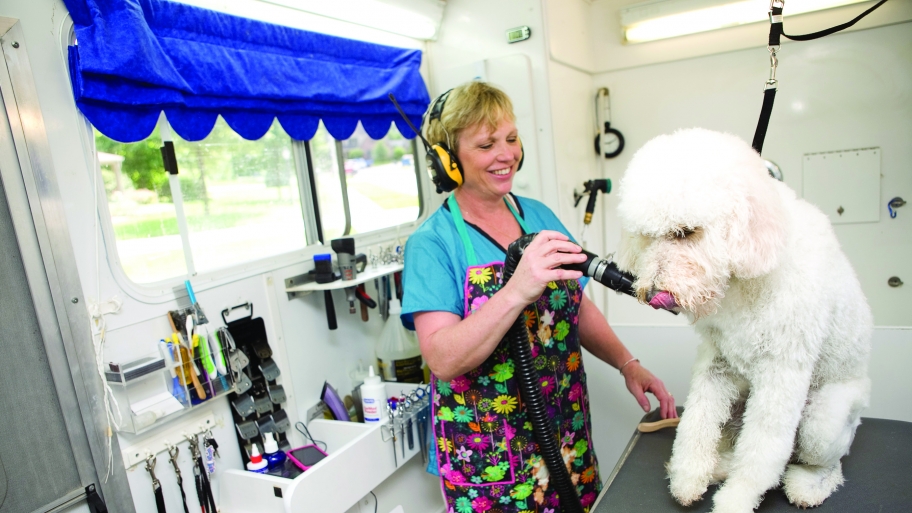 a dog being groomed